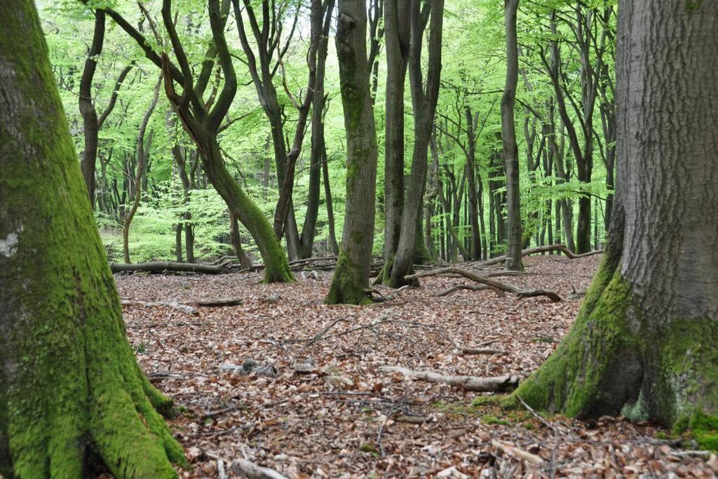 Op Boszicht Genieten Van De Rust & Natuur 皮滕 外观 照片